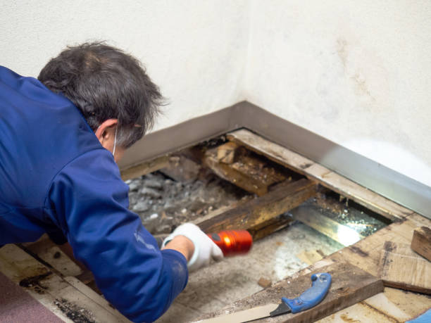 Best Residential Mold Remediation in Rapids, NY