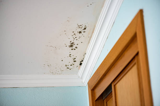 Best Mold Testing and Inspection Services in Rapids, NY