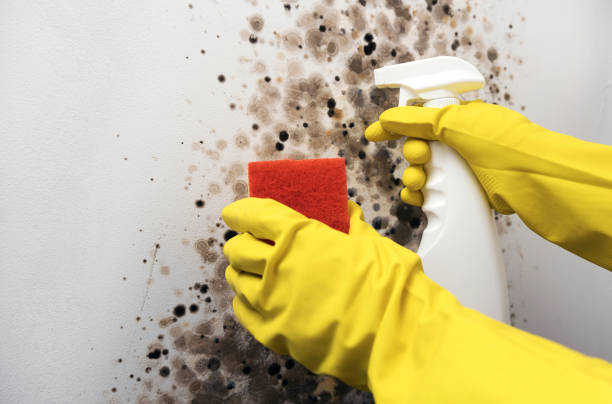 Best Commercial Mold Remediation in Rapids, NY