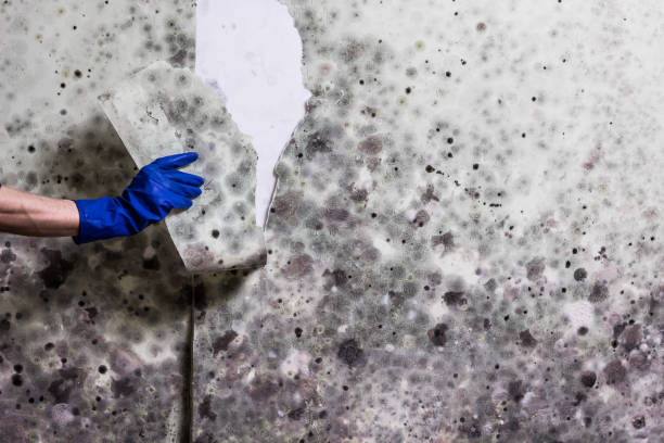 Rapids, NY Mold Removal Pros